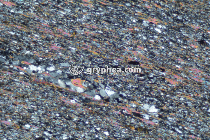 Schiste à biotite LPA x10 - gryphea.org